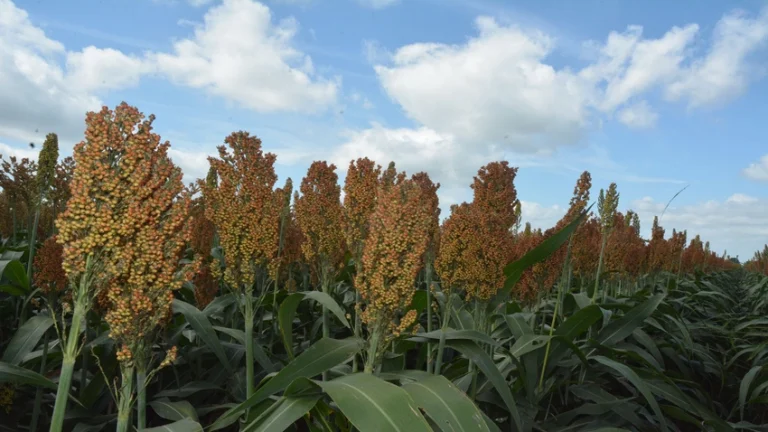 “Peace, Love, and Sorghum” – August 1, 2023
